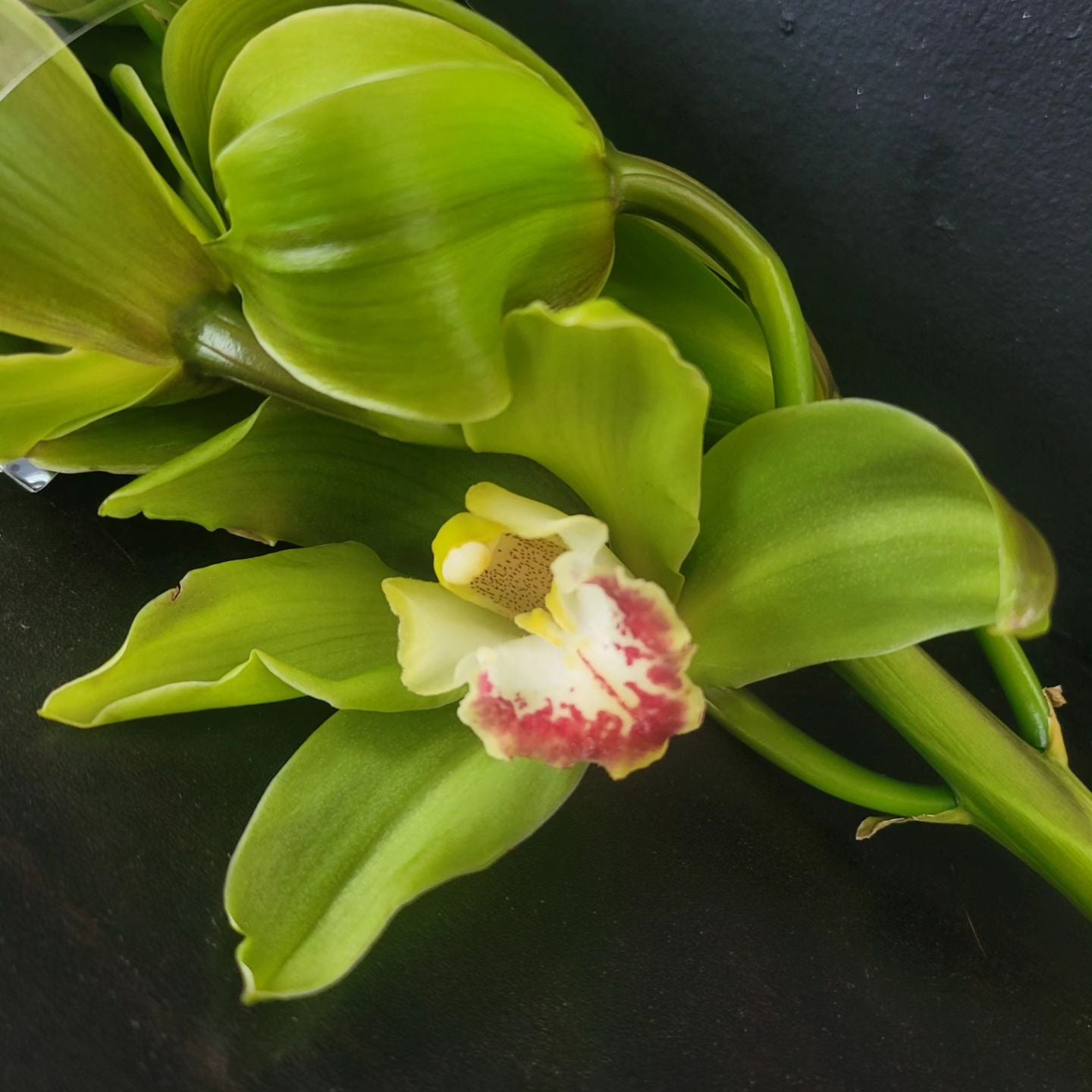 CYMBIDIUM