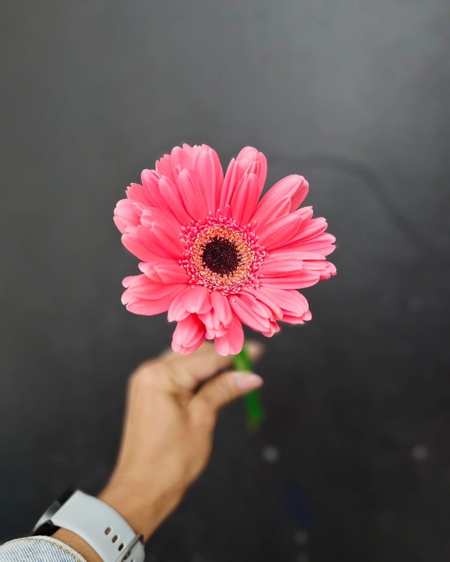 GERBERAS