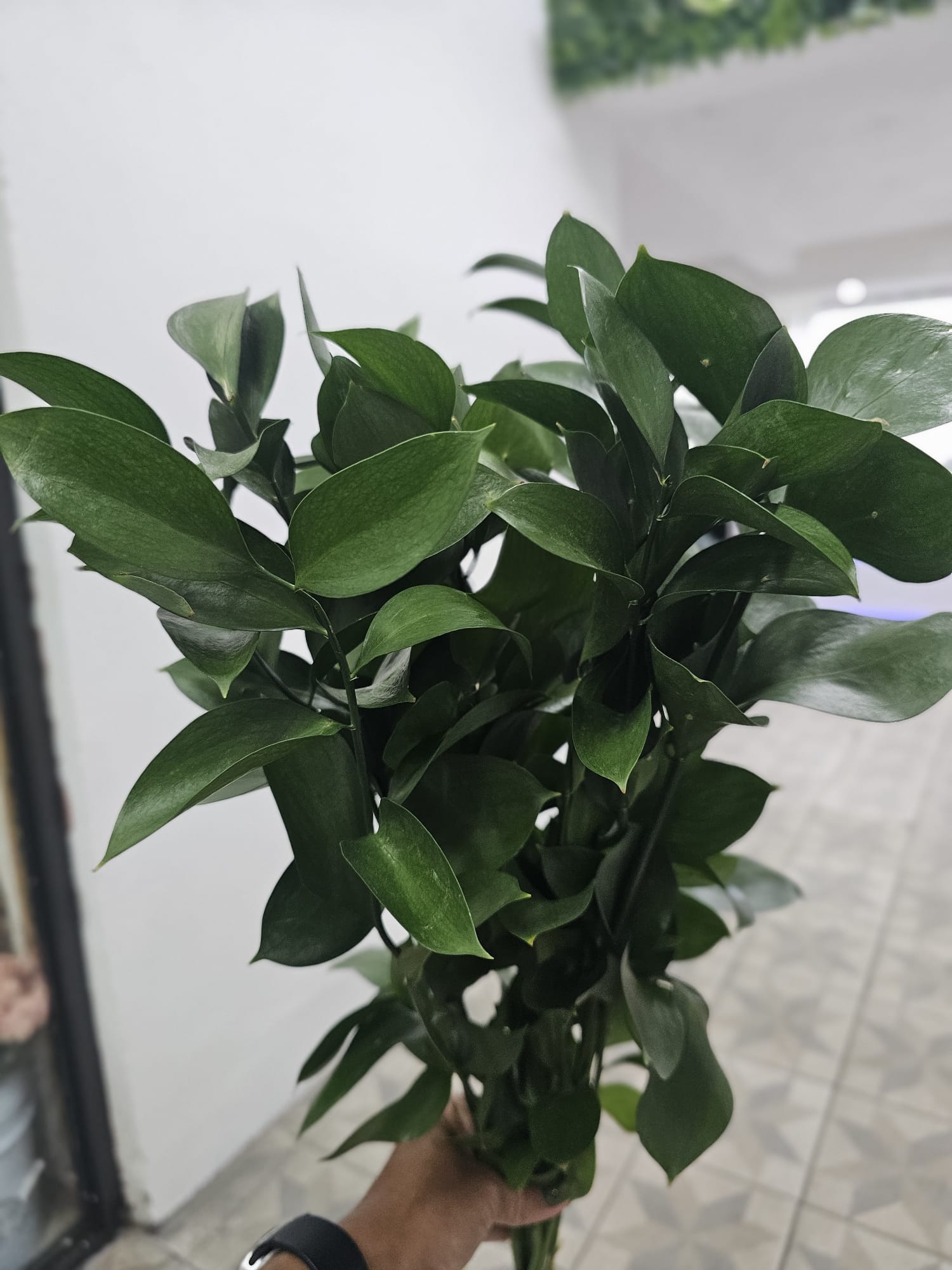 ISRAEL RUSCUS