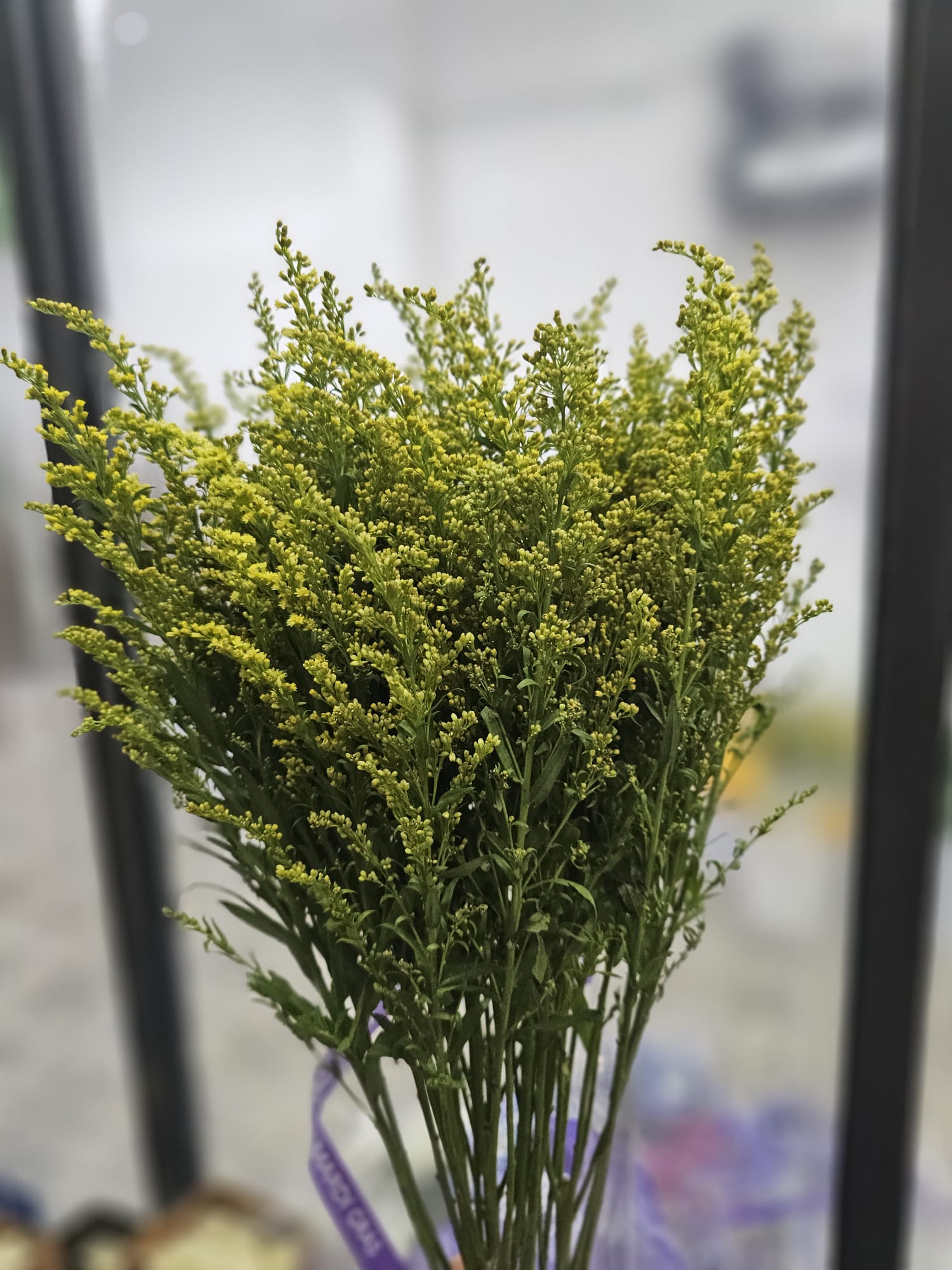 SOLIDAGO
