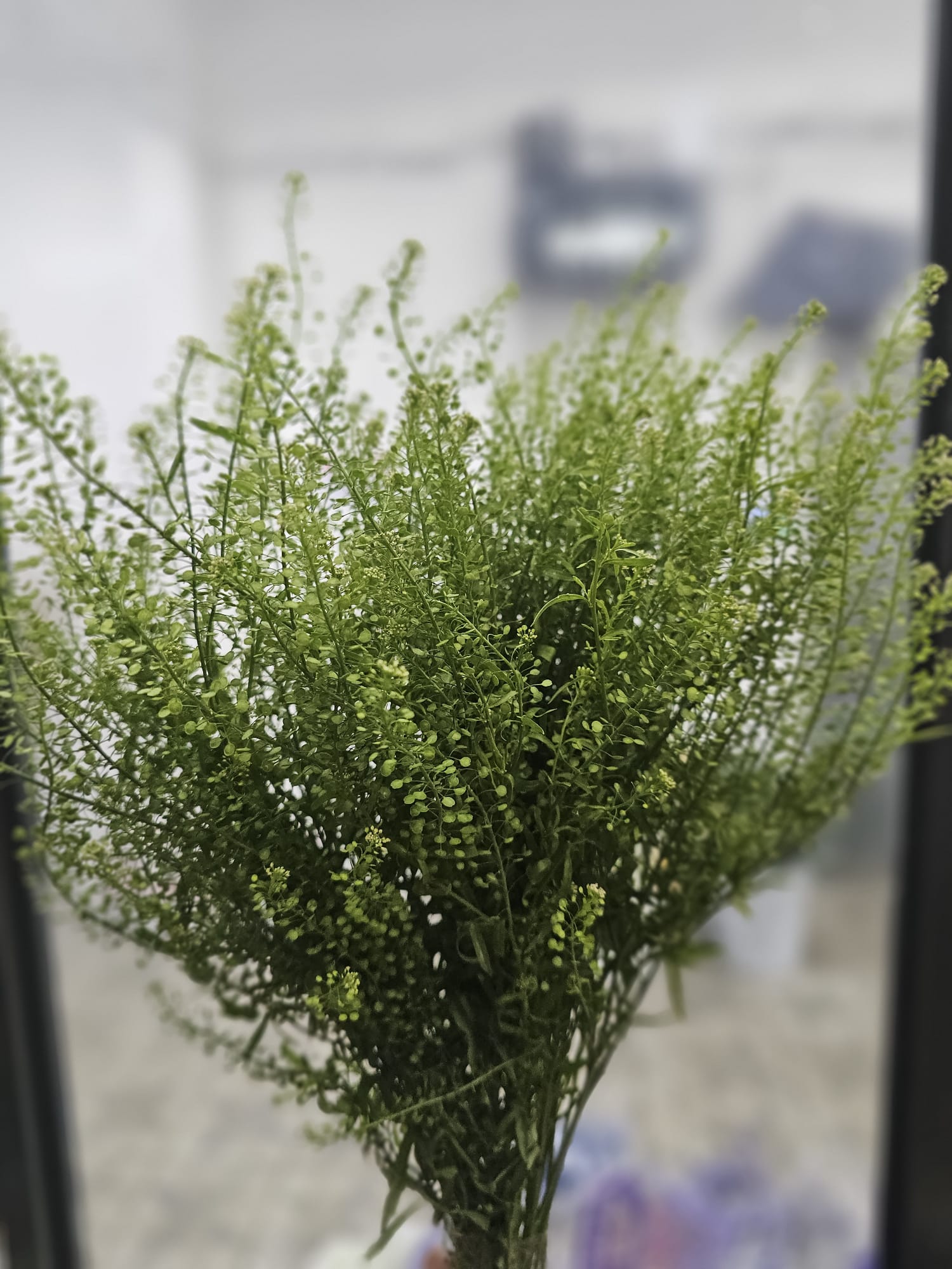 LEPIDIUM