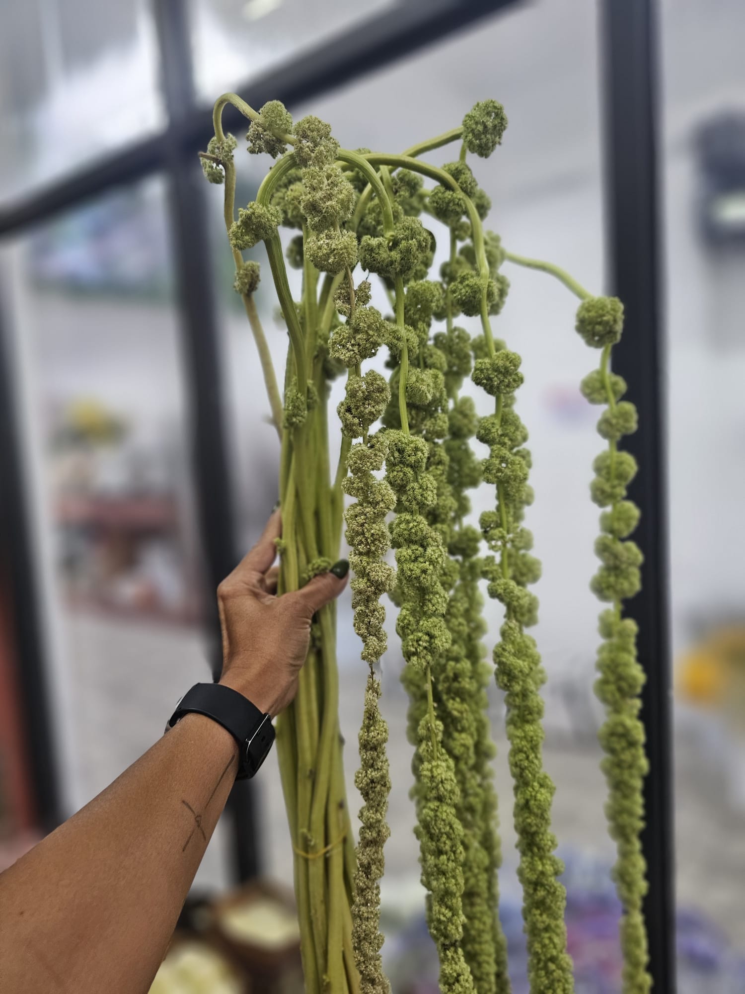 AMARANTHUS