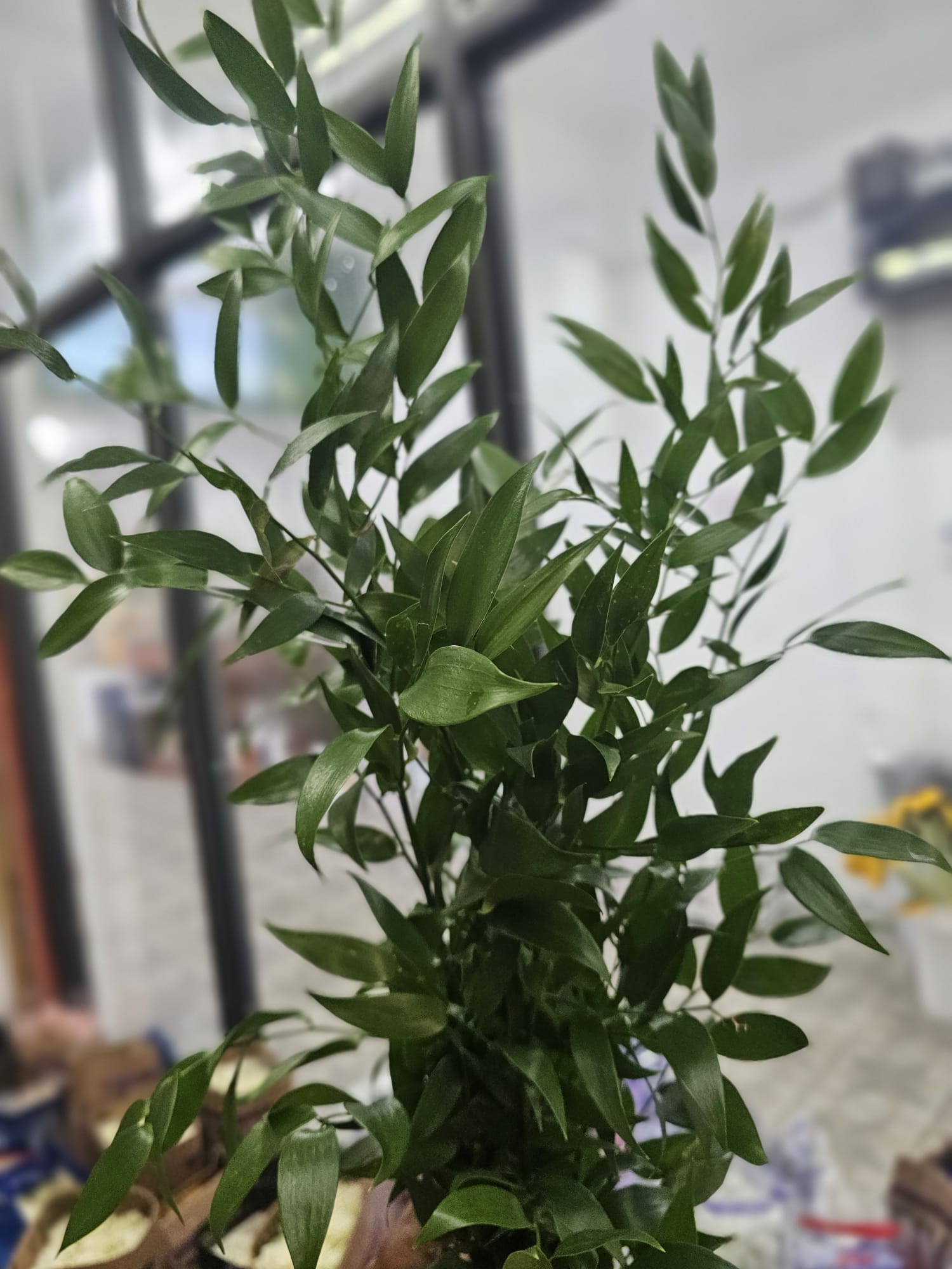 RUSCUS ITALIANO