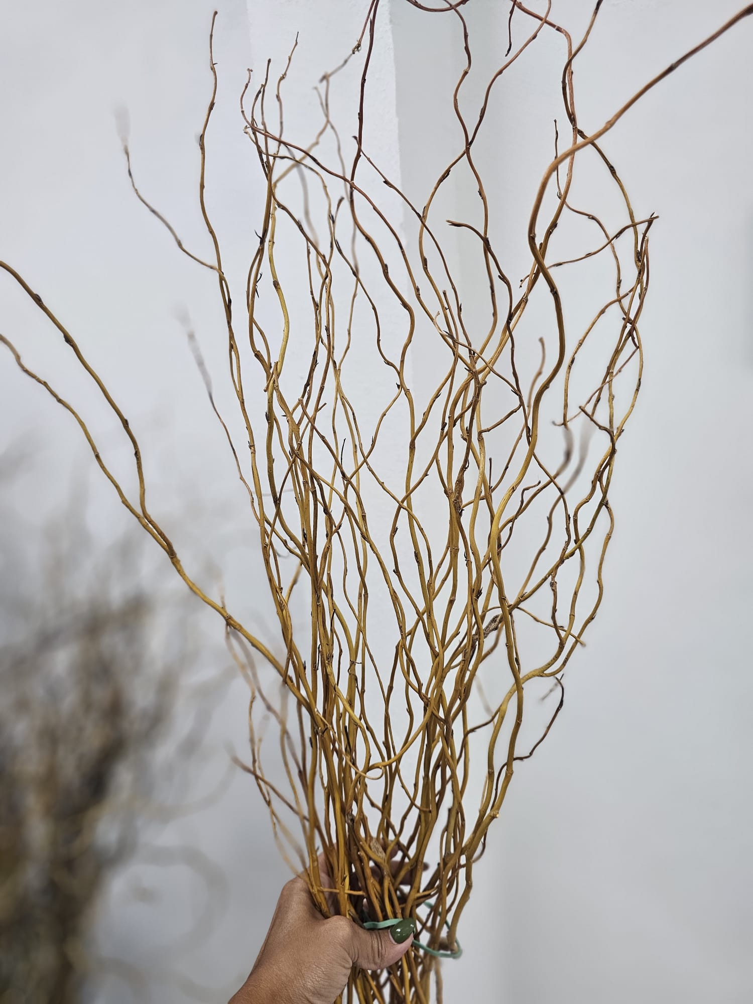 CURLY WILLOW